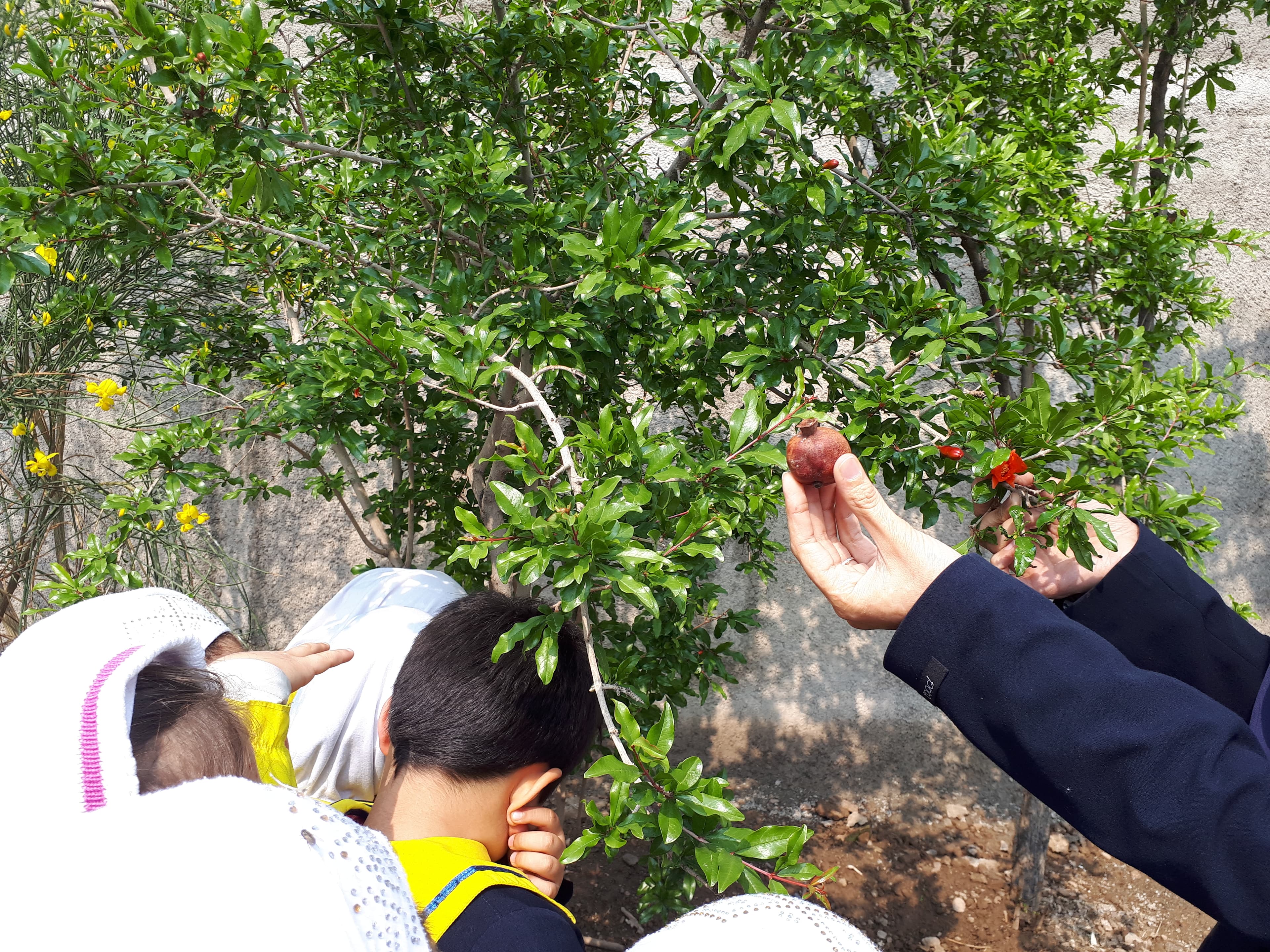 زنگ عوم (گیاهان)